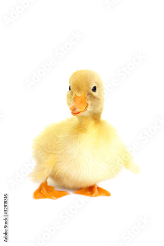 Cute animal baby duck
