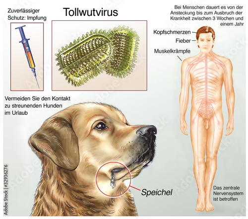 Tollwutvirus.Ohne Impfung verläuft die Tollwut tödlich