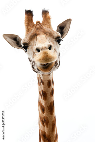 Funny Giraffe