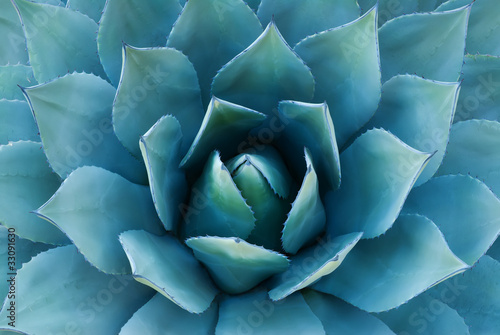 Agave Plant