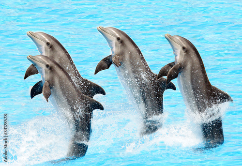 A group of bottlenose dolphins (Turisops Truncatus)