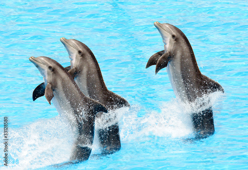 Three bottlenose dolphins ( Tursiops truncatus)