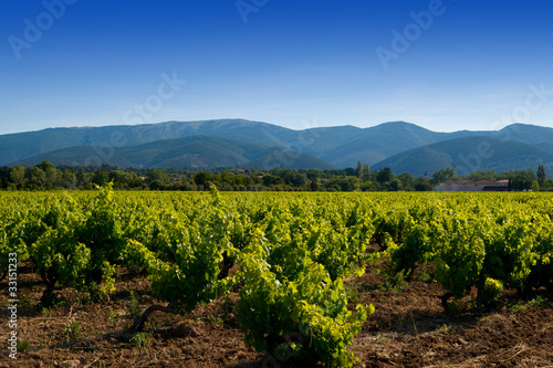 vignoble provençal