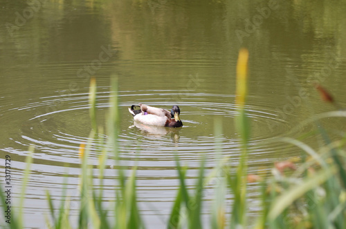 canard colvert nageant sur étang