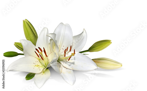 easter lily flowers on white background