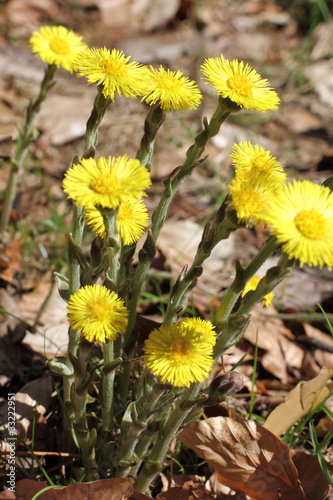 Blüten des Huflattichs, Tussilago farfara