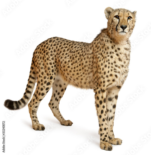 Cheetah, Acinonyx jubatus, 18 months old, standing