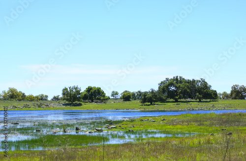 Spring Vernal Pool in Santa Rosa Plateau Ecological Reserve