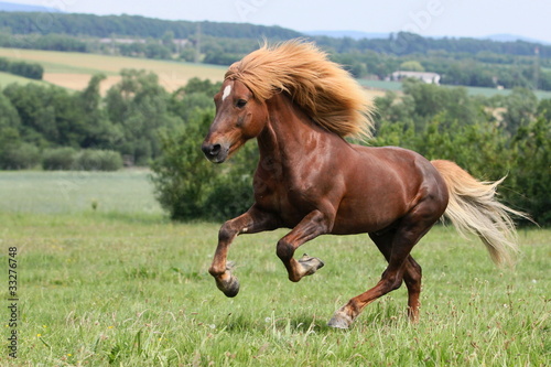 Islandhengst im Galopp