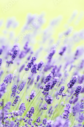 Blooming lavender
