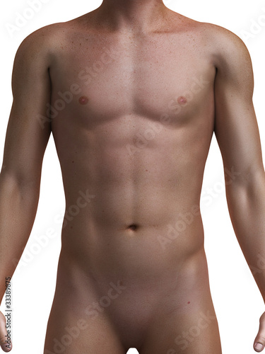 3d rendered medical illustration of a healthy male torso