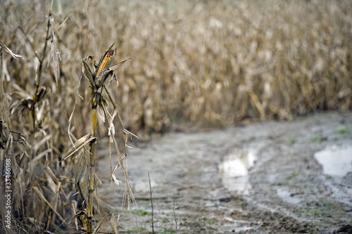 Corn crop