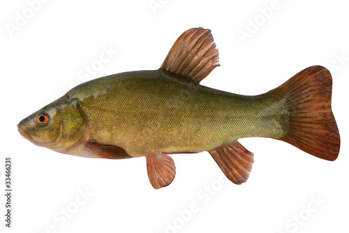 Tench