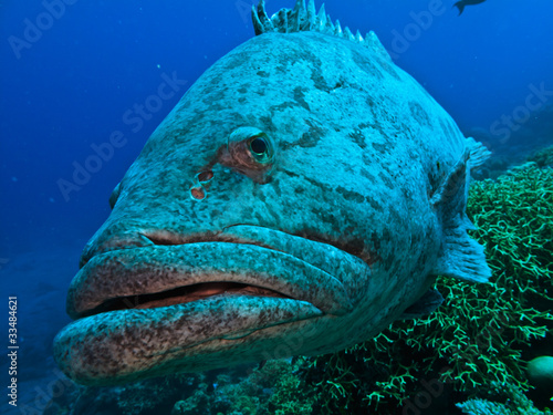 Giant Cod at Great Barrier Reef Australia