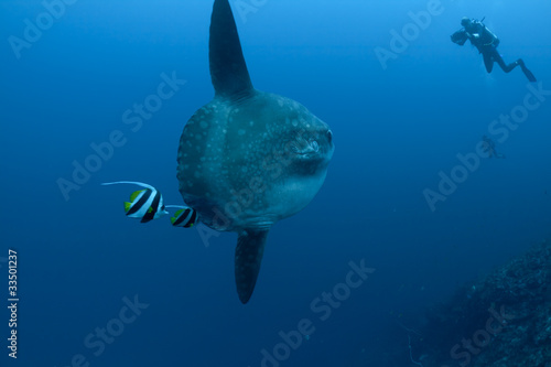 Sunfish, bannerfish and divers