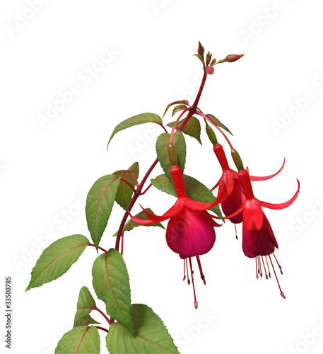 pousse de fuchsia