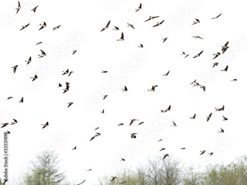 Swallows, flock of birds isolated on white