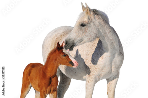 arab mare and foal isolated on white