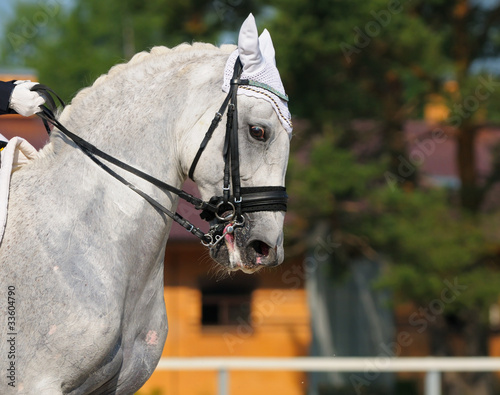 Dressage: portrait of gray horse
