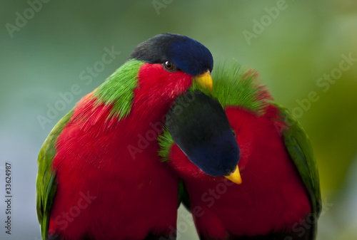 Collared Lory