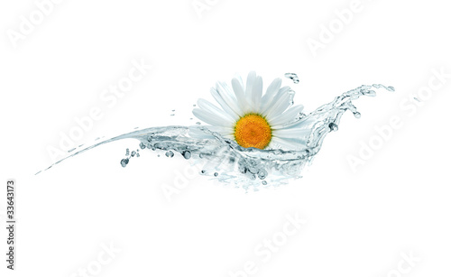 Daisy In Water