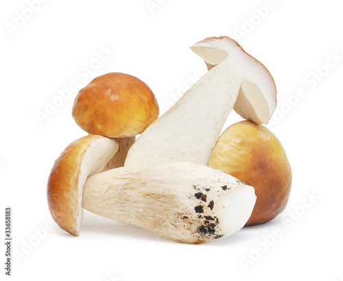 Set of images with mushrooms
