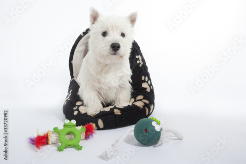 chiot et sa panoplie de jouets