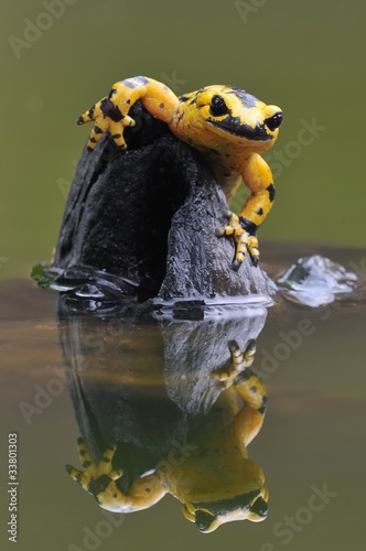 Salamandra comun en la charca.