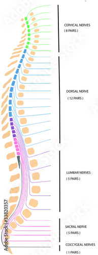 spina dorsale