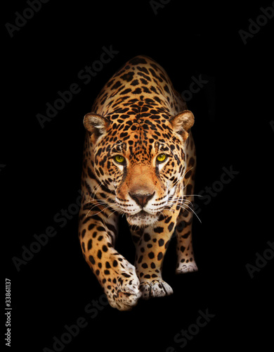 Jaguar in darkness - front view, isolated