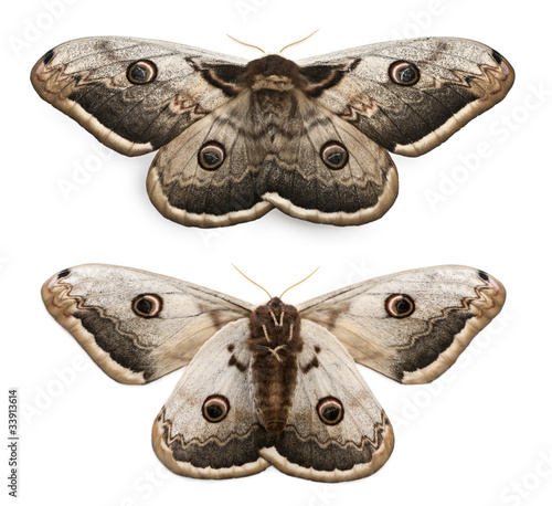 The largest European Moth, the Giant Peacock Moth, Saturnia pyri