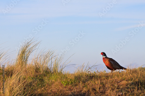 Pheasant male bird standing on a hill
