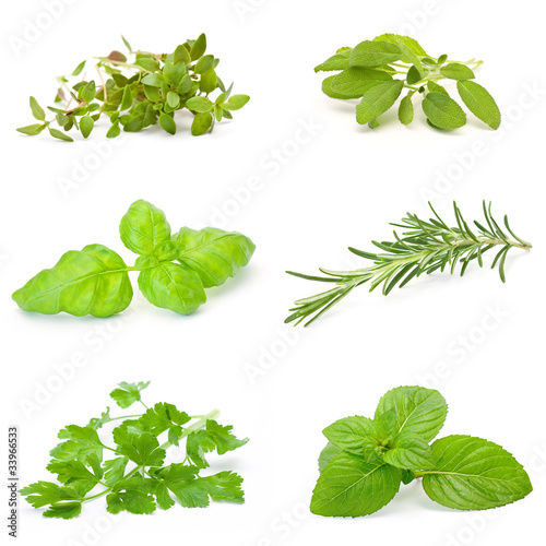 herb collection