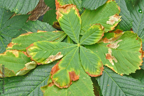 Horse Chestnut Tree affected by leaf miner moth