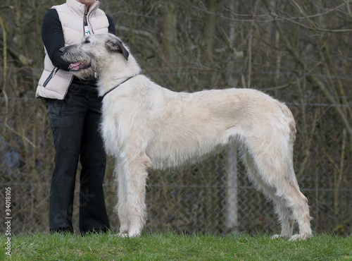 IRISH WOOLFHOUND.