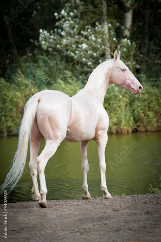 Cremello Akhal-teke stallion portrait
