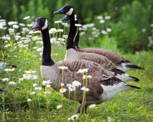 Canadian geeses walking through a field of daisies