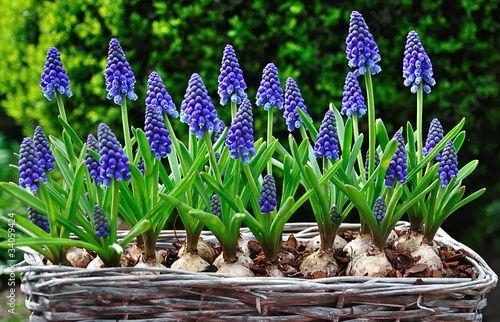 Blue flowering Grape Hyacinths in a basket