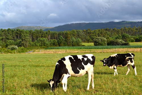 Dos vacas pastando en el campo