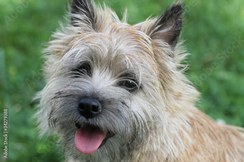 Cairn terrier