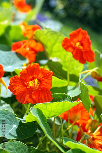 Blooming nasturtium in the garden