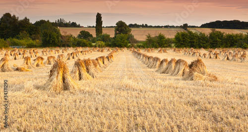 Wheat sheaves