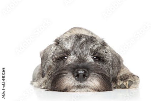 Miniature schnauzer puppy. Close-up