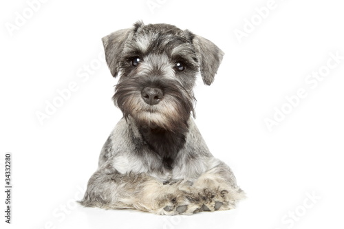 Miniature schnauzer puppy