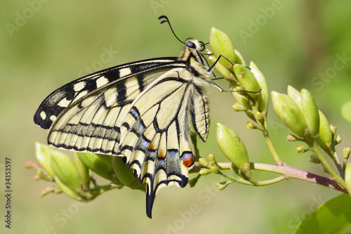 Swallowtail (Papilio machaon) butterfly