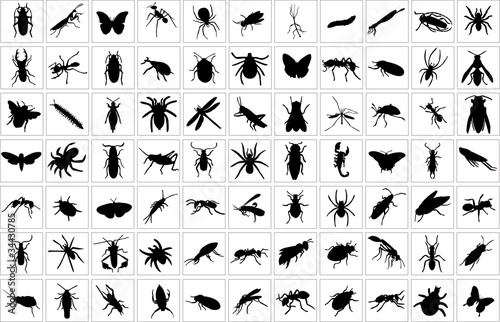collection of bugs - vector