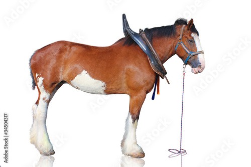 Clydesdale horse isolated on white background.