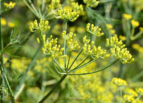 foeniculum vulgare