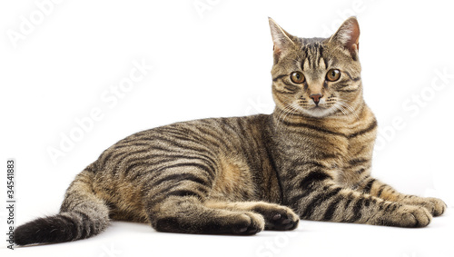 Striped purebred cat