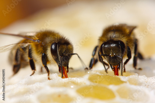 The process of converting nectar to honey